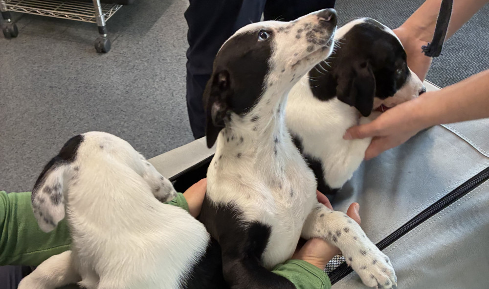 SPCA pup blog